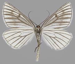 Attēlu rezultāti vaicājumam “Siona lineata”