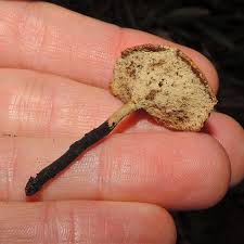 Attēlu rezultāti vaicājumam “Leiocolea heterocolpos”