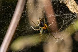 Attēlu rezultāti vaicājumam “Aranei”