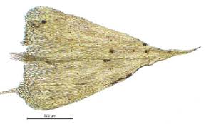 Attēlu rezultāti vaicājumam “Sciuro-hypnum curtum sporophyte”