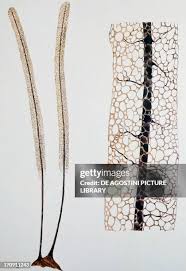 Attēlu rezultāti vaicājumam “Stemonitis fusca plasmodium”