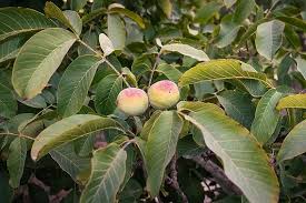 Attēlu rezultāti vaicājumam “Juglans regia”