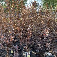 Attēlu rezultāti vaicājumam “Physocarpus opulifolius”