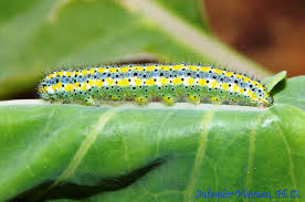 Attēlu rezultāti vaicājumam “Pieridae”