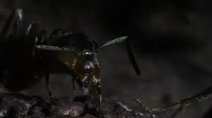 Attēlu rezultāti vaicājumam “Formica rufa pupa”