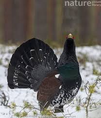 Attēlu rezultāti vaicājumam “Tetrao urogallus male”