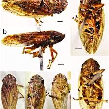 Attēlu rezultāti vaicājumam “Aphrophora alni nymph”