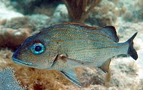 Image result for Haemulon carbonarium