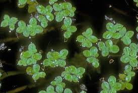 Attēlu rezultāti vaicājumam “Lemnaceae”