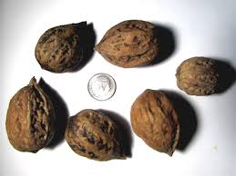 Attēlu rezultāti vaicājumam “Juglans ailanthifolia”