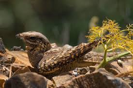 Image result for Caprimulgus ruficollis