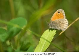 Attēlu rezultāti vaicājumam “Coenonympha arcania underside”