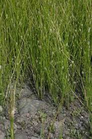 Attēlu rezultāti vaicājumam “Eleocharis uniglumis leaf”