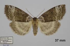 Attēlu rezultāti vaicājumam “Tetheella fluctuosa”