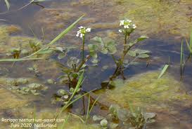 Image result for Rorippa nasturtium-aquaticum