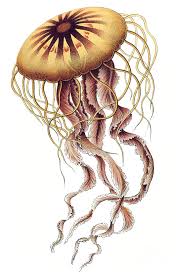 Attēlu rezultāti vaicājumam “Scyphozoa”