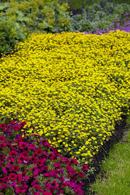 Image result for Sanvitalia procumbens