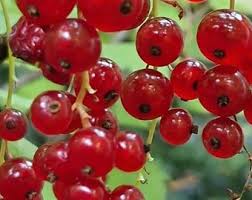 Attēlu rezultāti vaicājumam “Ribes rubrum fruit”
