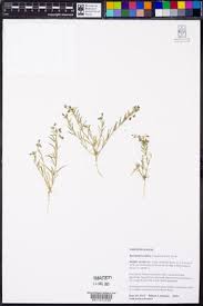 Attēlu rezultāti vaicājumam “Spergularia rubra leaf”