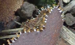 Attēlu rezultāti vaicājumam “Physarum melleum”