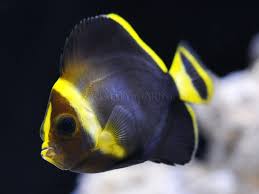 Attēlu rezultāti vaicājumam “Blepharidopterus angulatus imago”