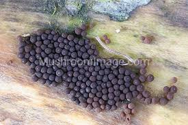 Attēlu rezultāti vaicājumam “Enerthenema papillatum spores”