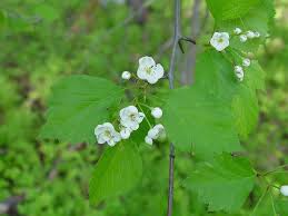 Attēlu rezultāti vaicājumam “Crataegus macracantha flower”