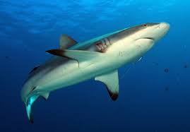 Image result for Carcharhinus amblyrhynchos