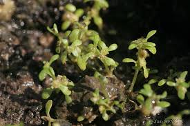 Attēlu rezultāti vaicājumam “Elatine hydropiper”