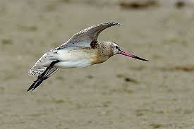 Attēlu rezultāti vaicājumam “Limosa lapponica adult”