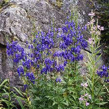 Image result for Aconitum napellus