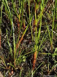 Attēlu rezultāti vaicājumam “Juncus bulbosus fruit”