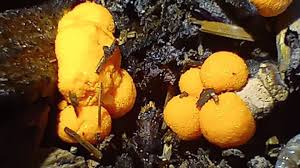 Attēlu rezultāti vaicājumam “Lycogala leopardinum”