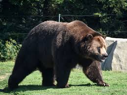 Attēlu rezultāti vaicājumam “Ursus arctos”