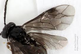 Attēlu rezultāti vaicājumam “Caliroa annulipes”