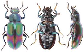 Attēlu rezultāti vaicājumam “Tenebrionidae”