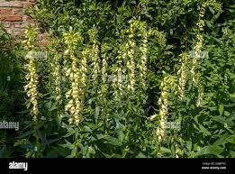 Image result for Digitalis lutea