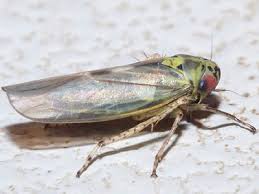 Attēlu rezultāti vaicājumam “Macrosteles sp. imago”