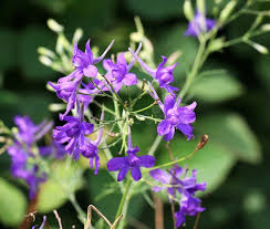 Attēlu rezultāti vaicājumam “Consolida regalis bud”