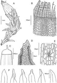 Attēlu rezultāti vaicājumam “Orthotrichum speciosum sporophyte”