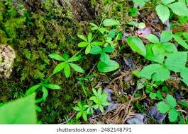Attēlu rezultāti vaicājumam “Galium triflorum leaf”