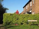 Spiderman sitting in a hedge on Bridus Mead, Blewbury. - via Daymix