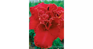 Image result for Hemerocallis `Moses Fire`