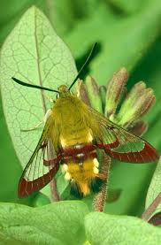 Attēlu rezultāti vaicājumam “Hemaris fuciformis”