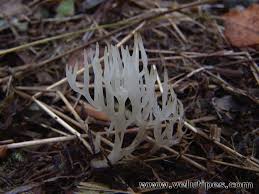 Attēlu rezultāti vaicājumam “Lentaria”