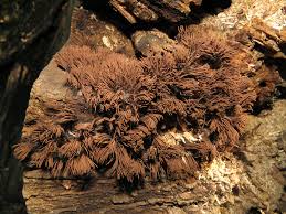 Attēlu rezultāti vaicājumam “Stemonitis splendens”