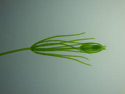 Attēlu rezultāti vaicājumam “Chara globularis”