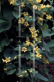 Attēlu rezultāti vaicājumam “Thladiantha dubia”