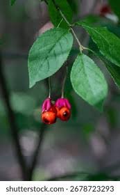 Attēlu rezultāti vaicājumam “Euonymus europaeus fruit”