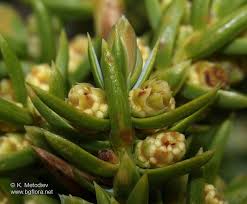Attēlu rezultāti vaicājumam “Juniperus communis male flower”